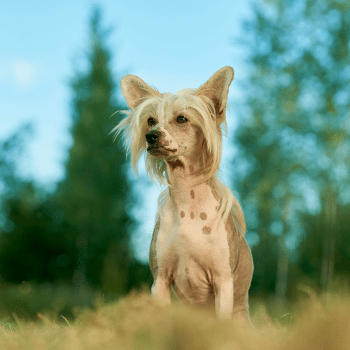 Chinese Crested Small Fluffy Dog