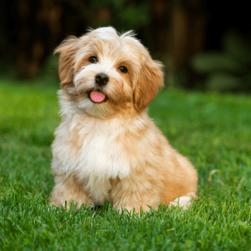 Havanese Small Fluffy Dog