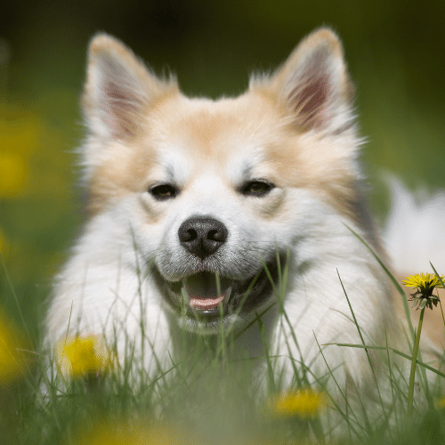 Icelandic Sheepdog in the field of dandelion
