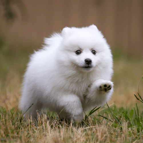 Japanese Spitz Small Fluffy Dog