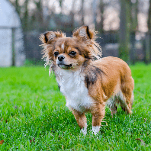 Long-Haired Chihuahua Small Fluffy Dogs