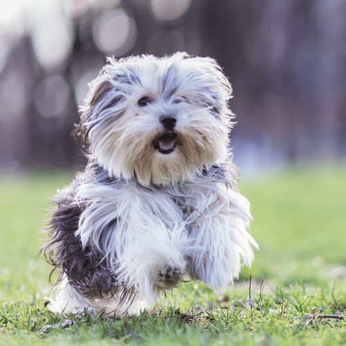 small fluffy dog breeds