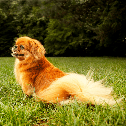 Pekingese Small Fluffy Dog