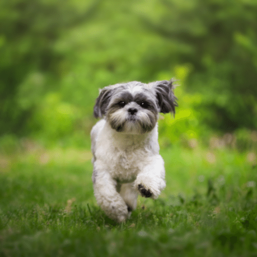 Morkie Dog Breed: Info, Pictures, Facts, & Traits – Dogster