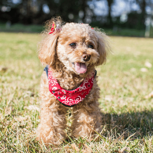 Toy Poodle Small Fluffy Dog