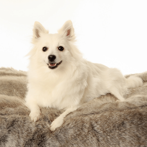 Tiny white outlet fluffy dog