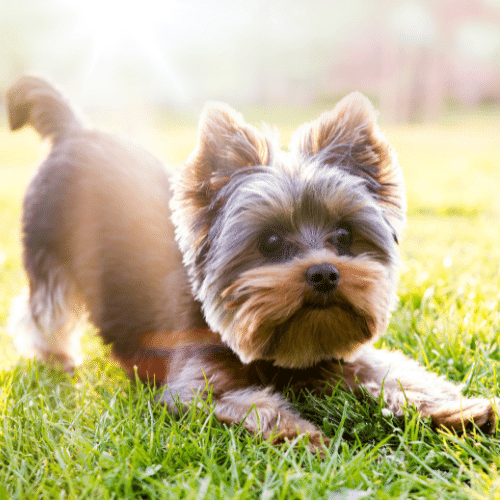 Yorkshire Terrier Small Fluffy Dog