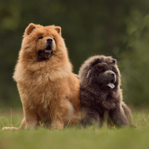 Chow Chow