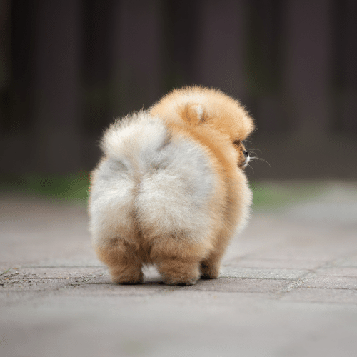 fluffy puppy from behind