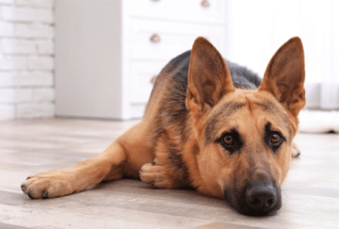 german shepherd indoor lay down