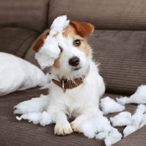 puppy destroyed a pillow indoor