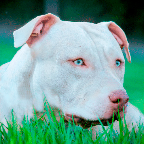 white pitbull in the grass