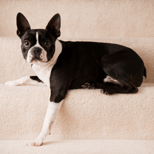 dog posing on stairs