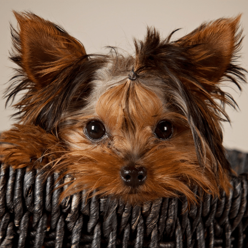 golden parti yorkie in basket