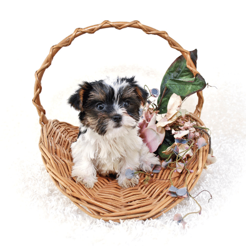 parti yorkie in basket