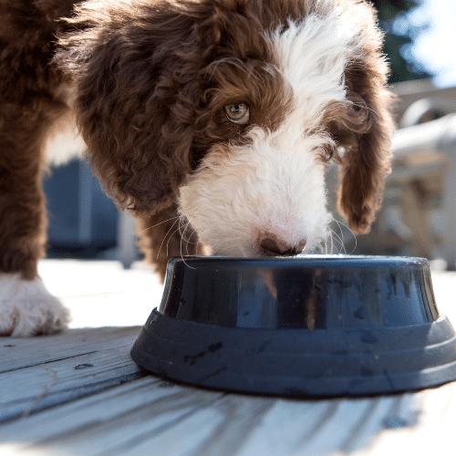 puppy labradoodle with food bowl