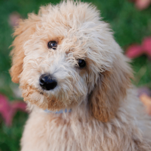 puppy labradoodle close up