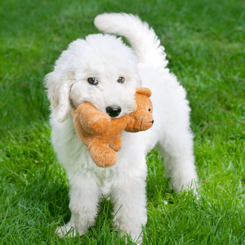 white labradoodle with toy