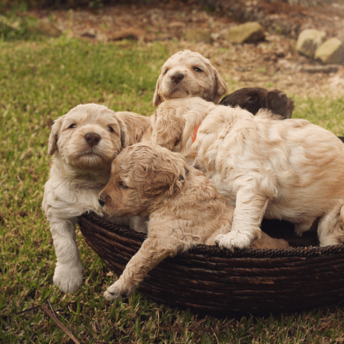 puppy labradoodles in the basket