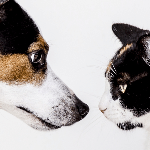 cat and dog in front each other