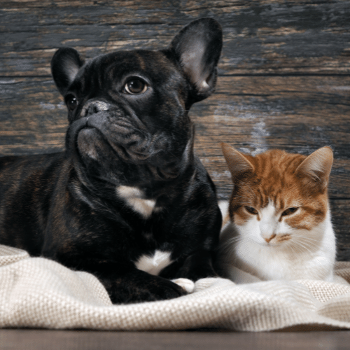 dog and cat laying on blanket