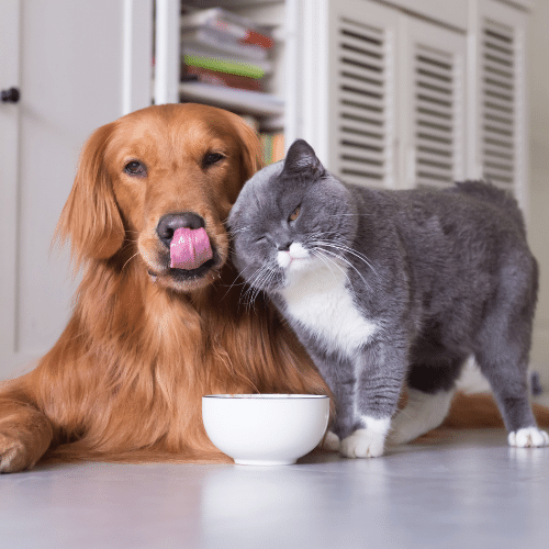 dog and cat at home
