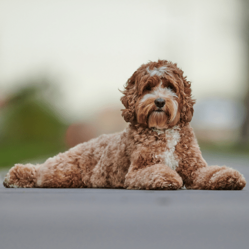 calm labradoodle laying on the ground