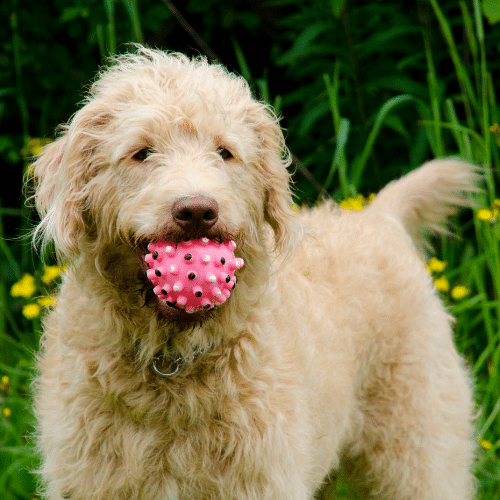 labradoodle with toy in mouth