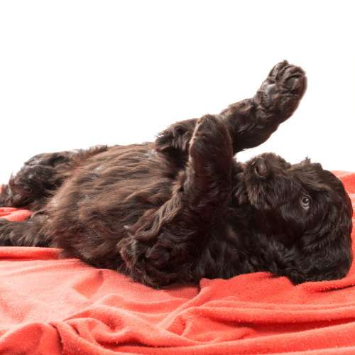 labradoodle laying on the red blanket