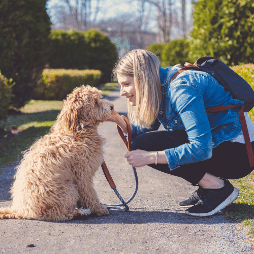 labradoodle with owner on the walking