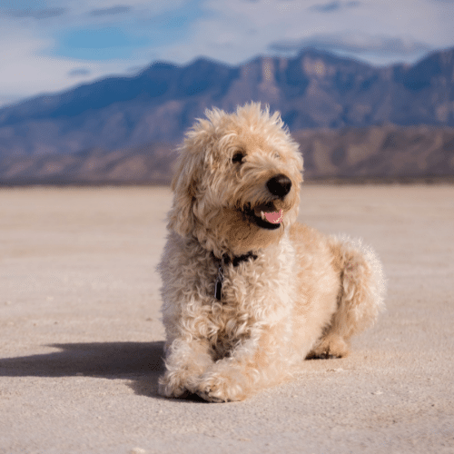 labradoodle portrait on the background of the mountain