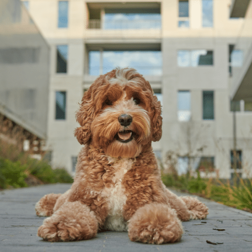 labradoodle lay down at the building