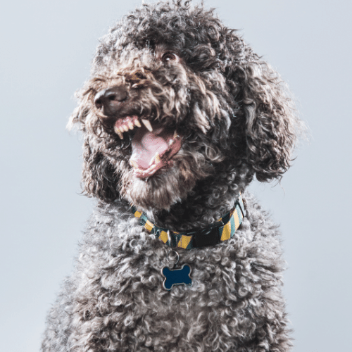 a portrait of labradoodle on the grey background