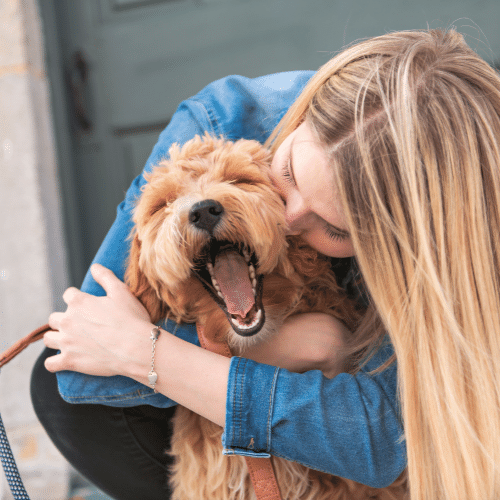 labradoodle hugs with owner
