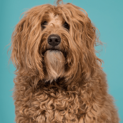 golden labradoodle on the blue background