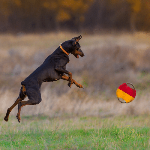 Best Indestructible Toys for Dobermans—They Just Don't Quit! 