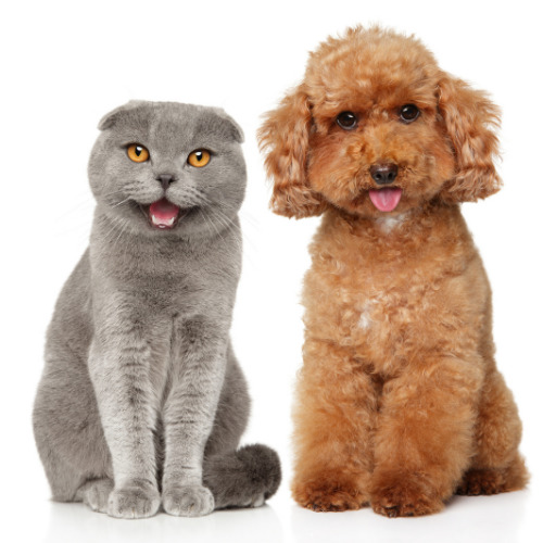 brown poodle with grey cat