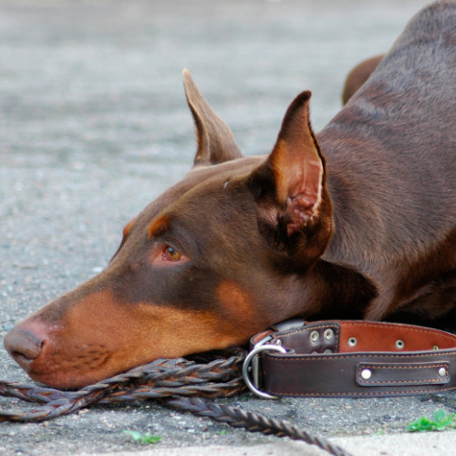 red doberman laying down next to leather collar