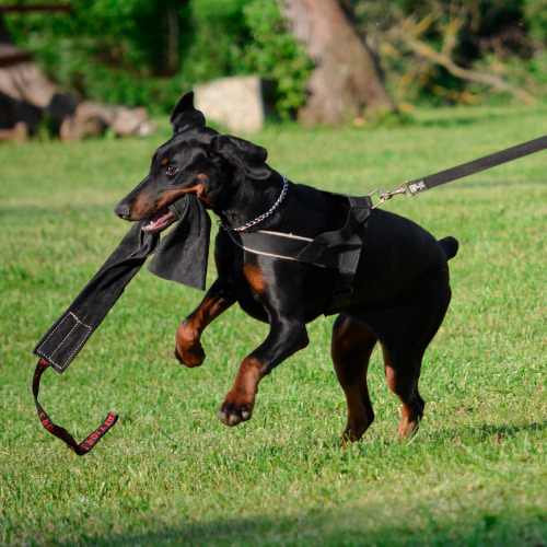 happy doberman puppy on a leash with a toy