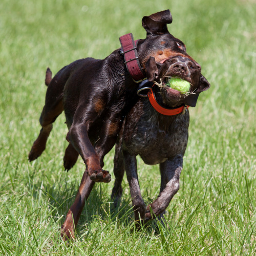 dobie running with a shorthair pointer