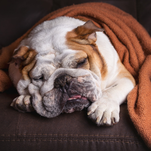 chunky dog in a brown blanket