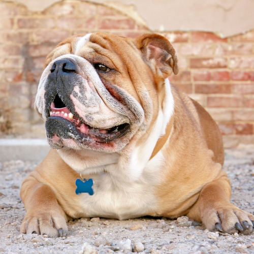 bulldog lying down outside