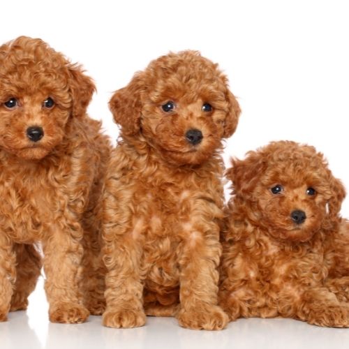 three brown mini poodle pups