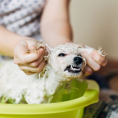 poodle being shampooed