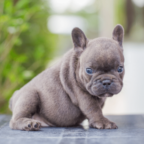 lilac french bulldog puppy with blue eyes