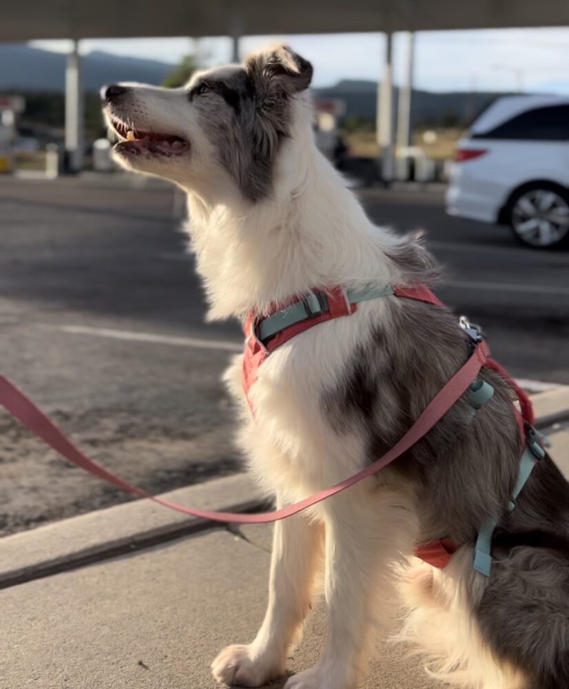 Border Collie with Harness