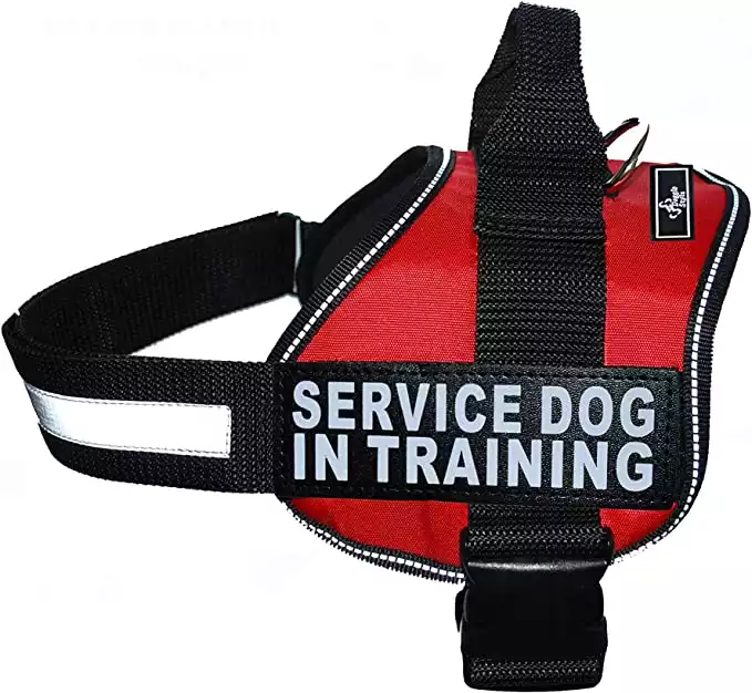 Doggie Stylz Service Dog in Training Vest