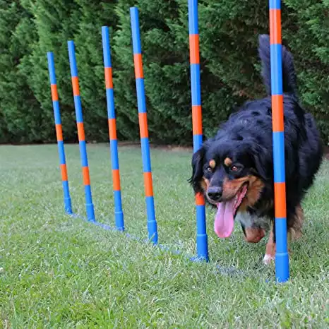 Lord Anson™ Dog Agility Weave Poles