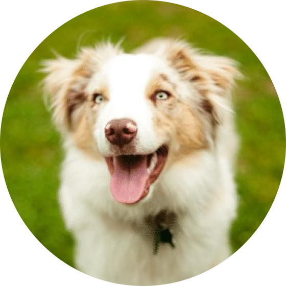 Toy Australian Shepherd - Breed Profile & Information - SpiritDog