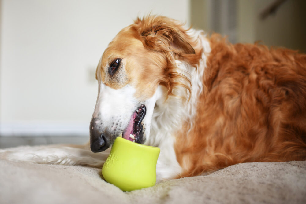 How To Make A Frozen Kong Treat For Your Dog